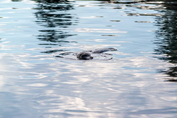 Curious Harbour Seals Macaulay Point Park Victoria British Columbia — Stock Photo, Image
