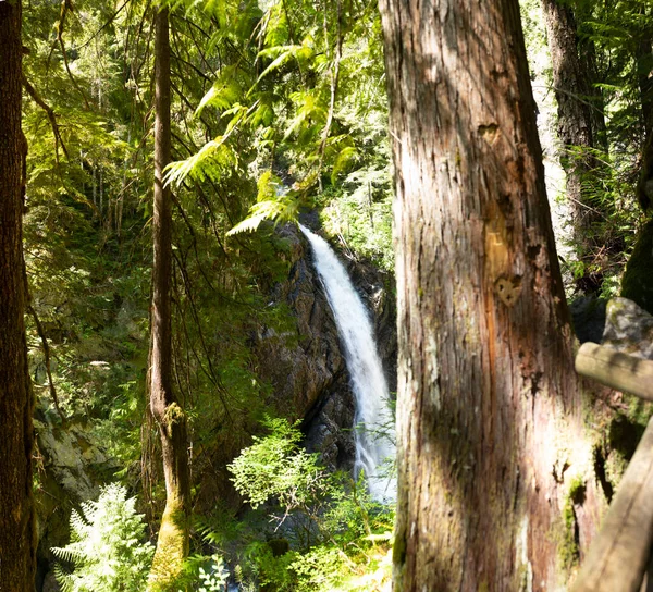 Hiking Upper Myra Falls Strathcona Provincial Park Vancouver Island Stock Picture