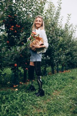 Bacakları olmayan sakat, mutlu bir kadın elma topluyor, elinde bir torba dolusu elma var. Yüksek kalite fotoğraf