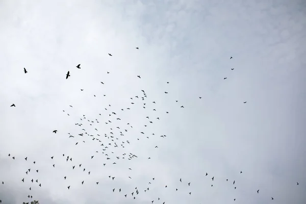 Beaucoup d'oiseaux volent sur le ciel bleu. Images De Stock Libres De Droits