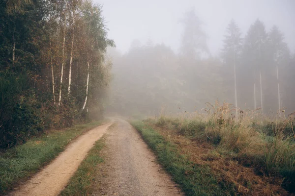 Chemin Forestier Dans Brouillard Tôt Matin Automne Doré Images De Stock Libres De Droits