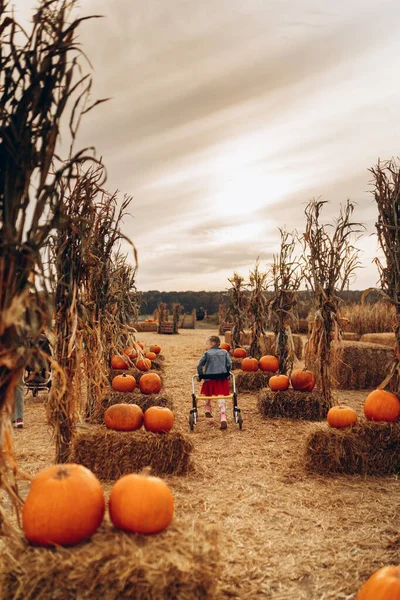 Une fille handicapée avec un fauteuil roulant marche sur un champ de citrouille. Image En Vente