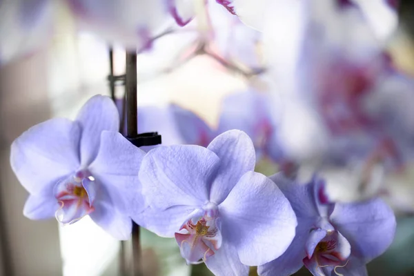 Orchidées en couleur pourpre à la mode. Images De Stock Libres De Droits