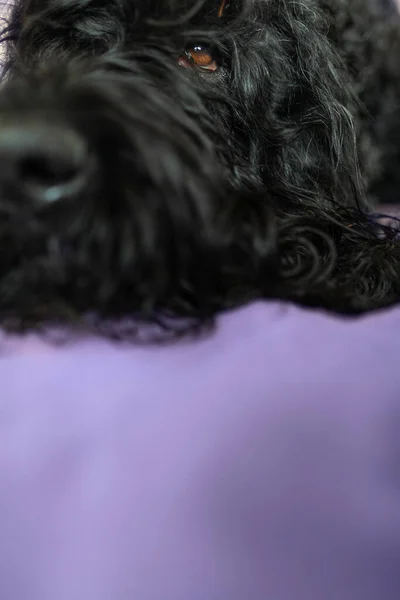 La tête des chiens repose sur le tissu dans une couleur pourpre tendance. Photos De Stock Libres De Droits