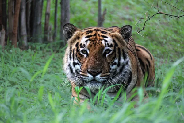 Číhající tygr — Stock fotografie
