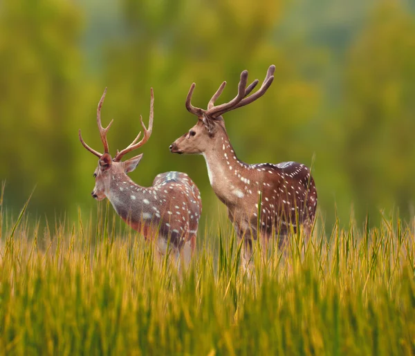 Spotted Deer — Stock Photo, Image