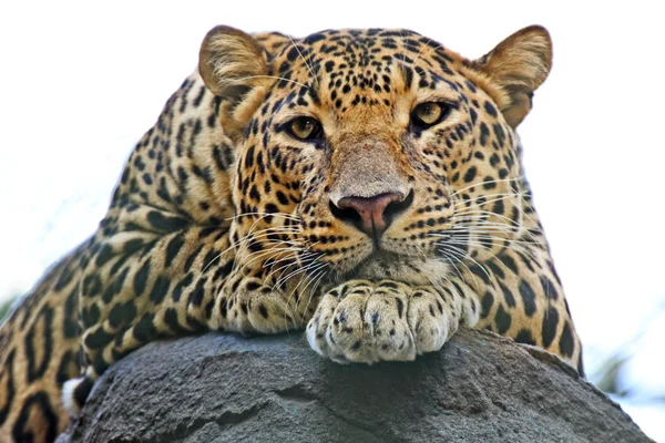 Leopardo indiano — Foto Stock