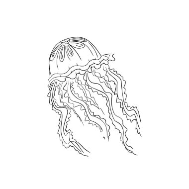 Deniz yaşamının vektör görüntüsü. Beyaz arka planda izole edilmiş denizanası