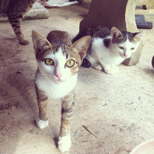 Lindos gatitos - pequeños gatos — Foto de Stock