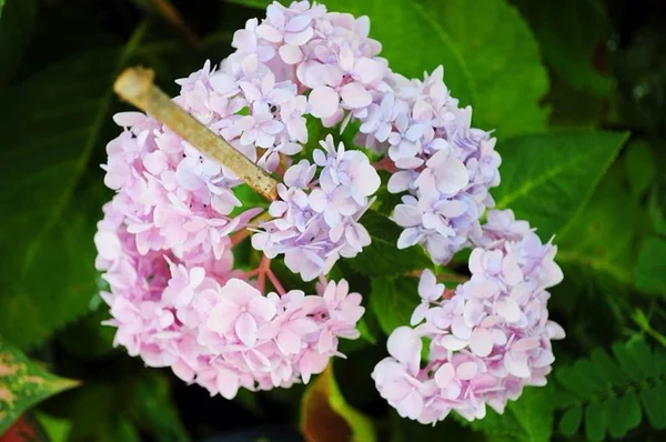Hydrengea flowers — Stock Photo, Image