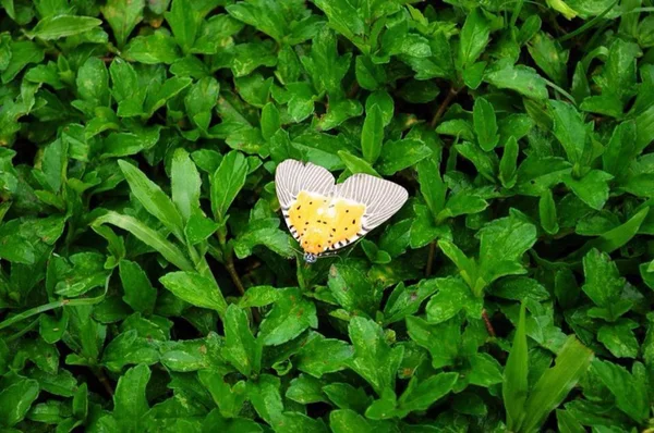 Beautiful Butterfly on green grass background — Stock Photo, Image