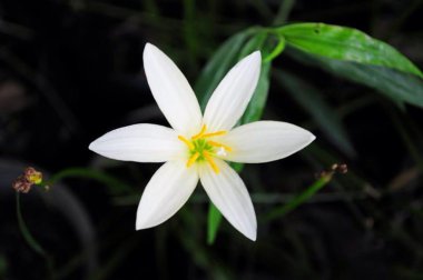 Beyaz yağmur zambağı çiçekleri