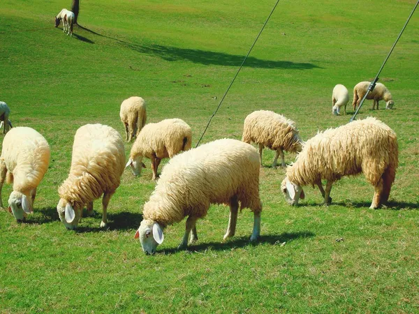 Les moutons mangent de l'herbe sur le pré vert — Photo