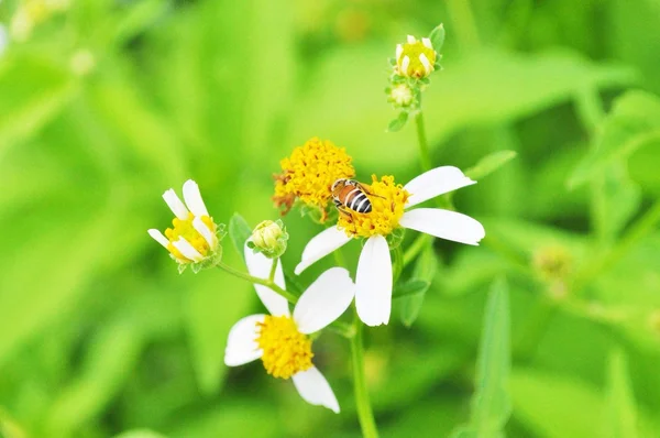 Küçük beyaz ve sarı çiçekler — Stok fotoğraf