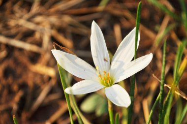 Beyaz yağmur lily
