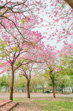 Pembe çiçek çiçek - tabebuia
