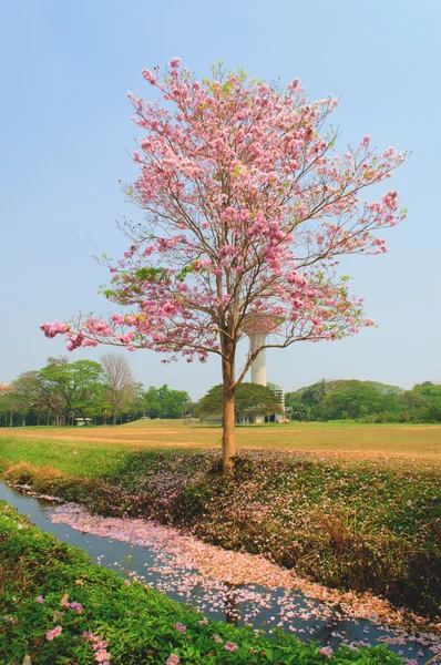 Pink blossom flower - Tabebuia — Stock Photo, Image
