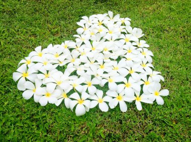 Frangipani yeşil çim zemin üzerinde kalp şeklinde