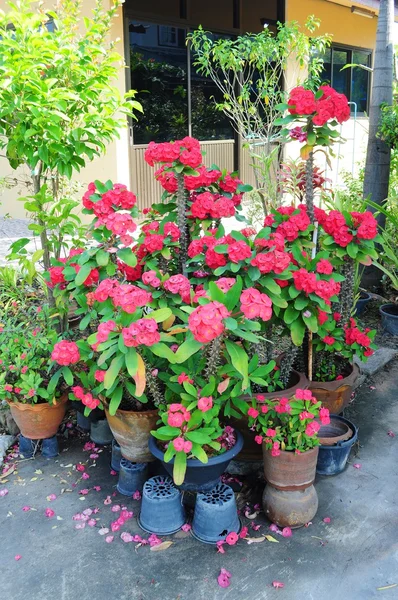 Couronne rose de fleurs d'épines — Photo