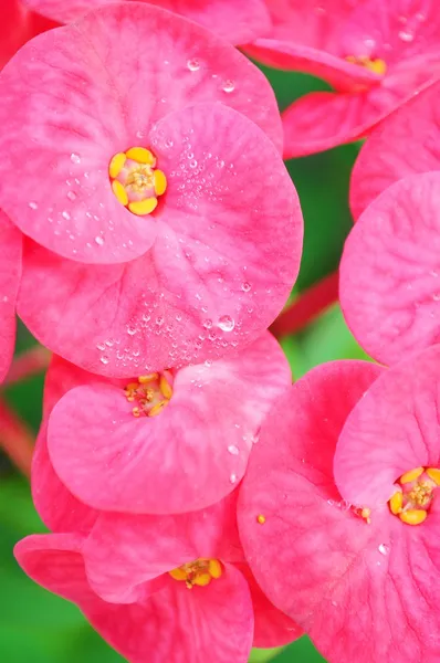 Pink Crown of Thorns flowers — Stock Photo, Image