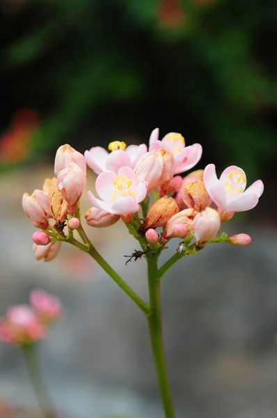 Small pink flowers — Stock Photo, Image