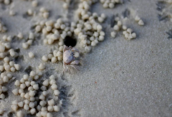 Cangrejo fantasma en la playa — Foto de Stock