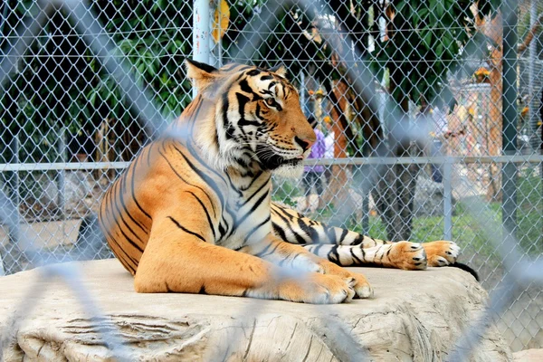 Tigre de Bengala — Foto de Stock