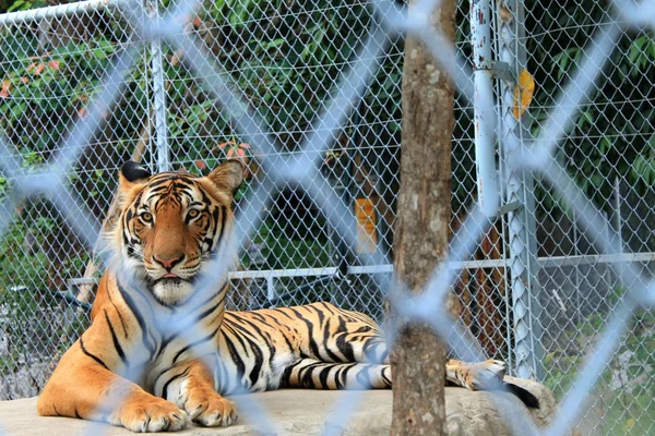 Tigre de Bengala — Foto de Stock