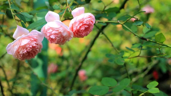 Vacker rosa ros i en trädgård — Stockfoto
