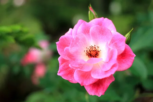 Vacker rosa ros i en trädgård — Stockfoto
