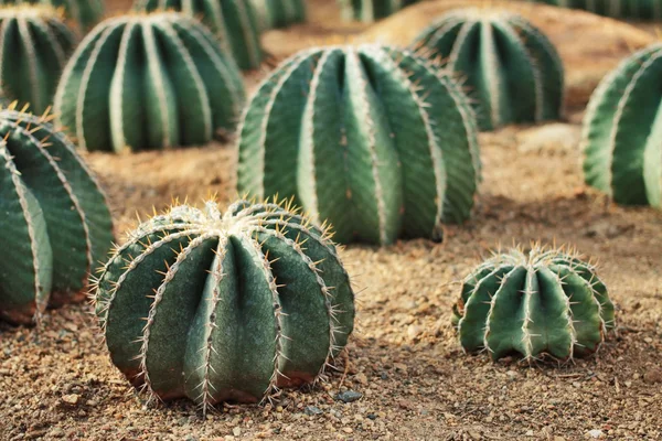 Ferocactus schwarzii Lindsay, CACTACEAE — Photo