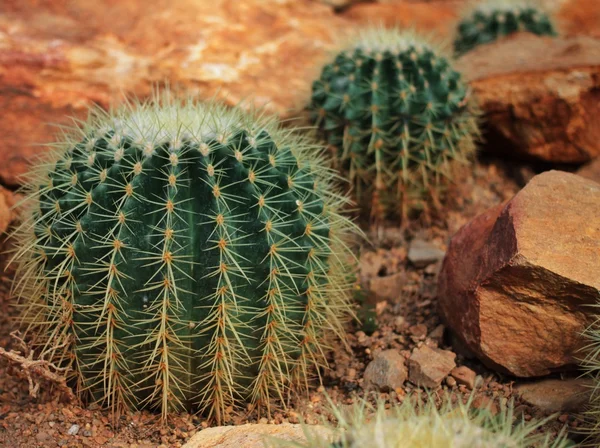 Echinocactus grusonii hildm, cactaceae — Stock fotografie