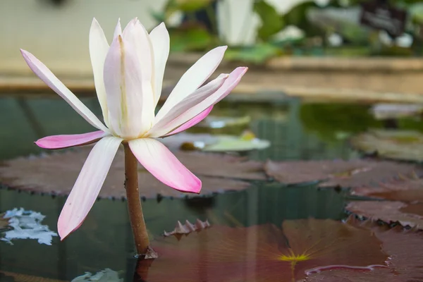 Lotus çiçeği bir saksının içinde — Stok fotoğraf