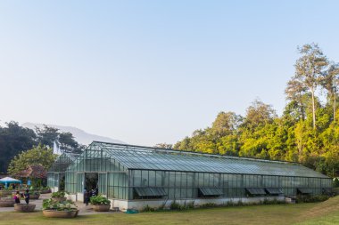 sera büyüyen tropikal bitki. 