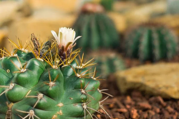 Fleur de cactus — Photo