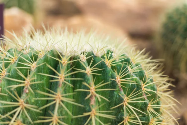 Echinocactus grusonii Hild — Photo