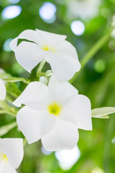 Frangipani — Stockfoto