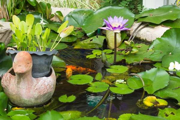 Nilüfer lotus çiçeği gölet yeşil yaprakları ile