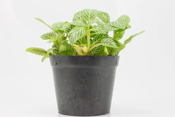 Groene plant — Stockfoto