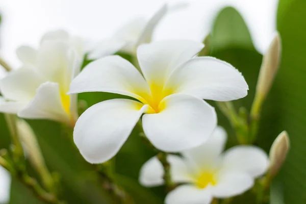 Plumeria — Fotografia de Stock