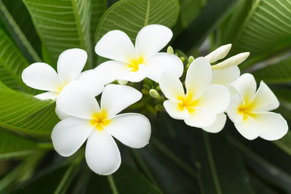 Plumeria — Fotografia de Stock