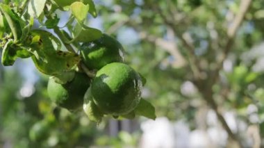 Ağaçtaki yeşil limonları kapat.