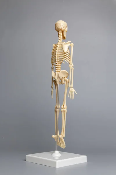 Anatomisk Skelett Modell Skelettsystem Grå Bakgrund — Stockfoto