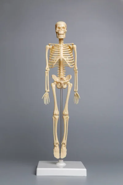 Anatomisk Skelett Modell Skelettsystem Grå Bakgrund — Stockfoto