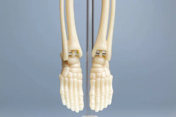 解剖骨骼模型 灰色背景下的骨骼系统 — 图库照片