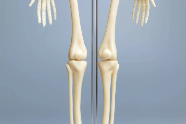 解剖学的骨格モデル 灰色の背景の骨格系 — ストック写真