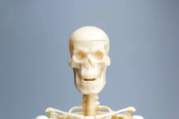 Anatomisk Skelett Modell Skelettsystem Grå Bakgrund — Stockfoto