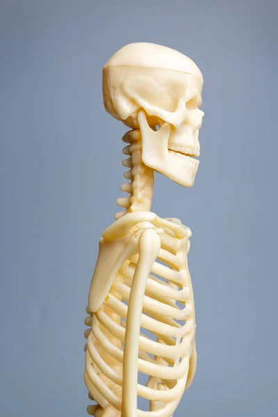 Anatomical Skeleton Model Skeletal System Gray Background — Stock Photo, Image