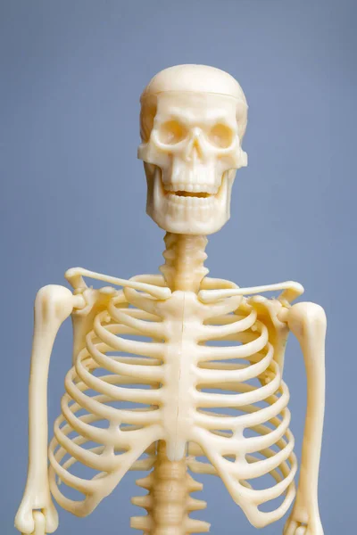 Ανατομικό Μοντέλο Σκελετού Σκελετικό Σύστημα Γκρι Φόντο — Φωτογραφία Αρχείου