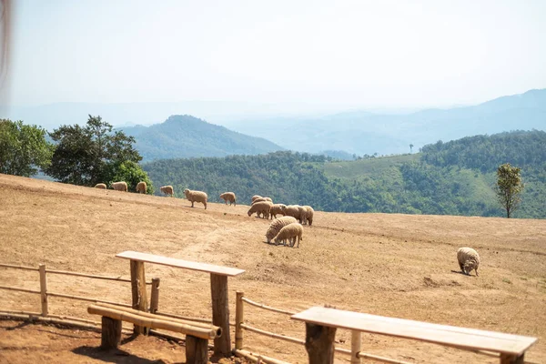 Schapenboerderij Heuvel Doi Chang Chiang Rai Thailand — Stockfoto